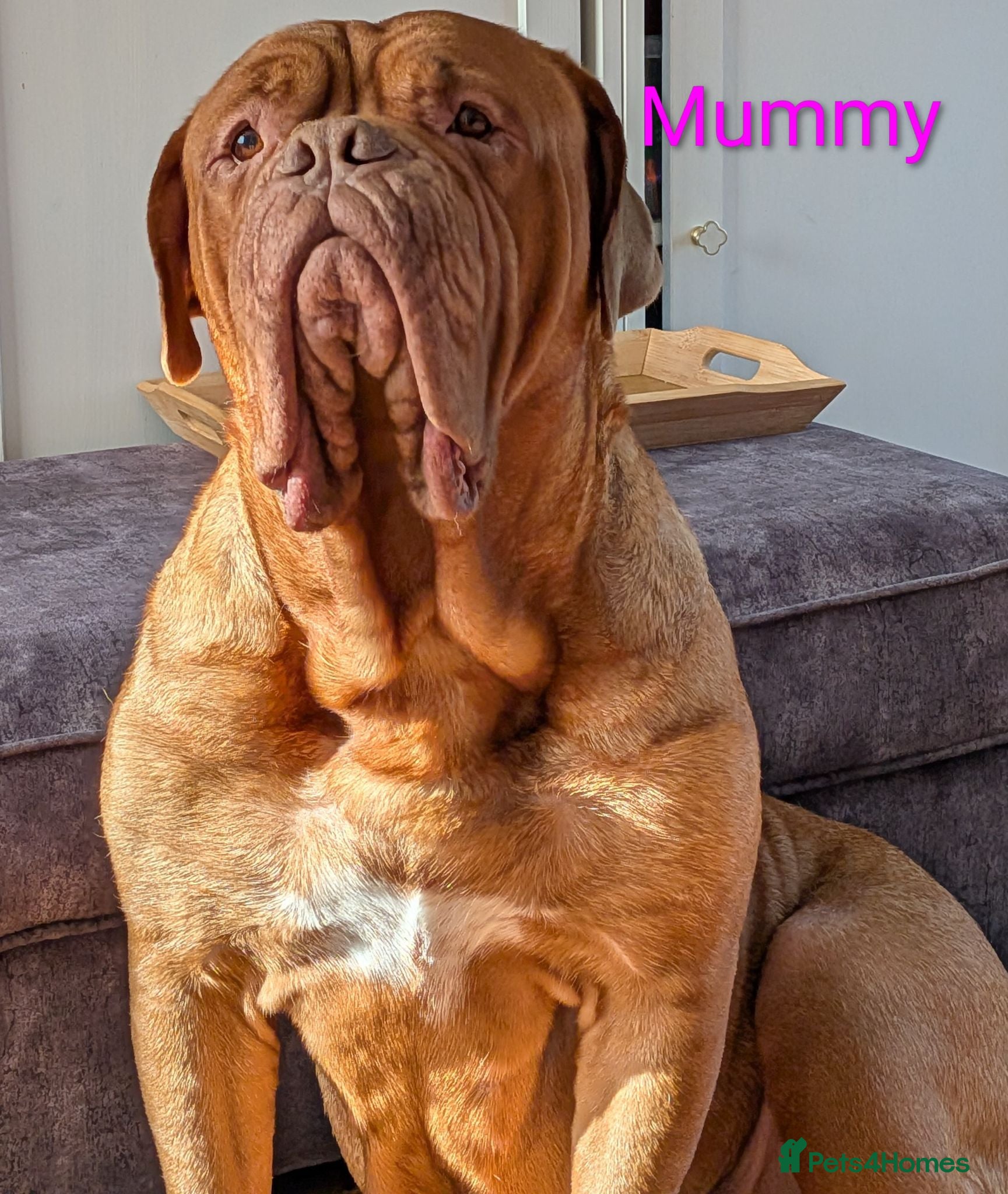 Dogue De Bordeaux dogs 5 girls 1 boy  - Advert 1
