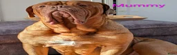 Dogue De Bordeaux dogs for sale: 5 girls 1 boy  - Advert 1