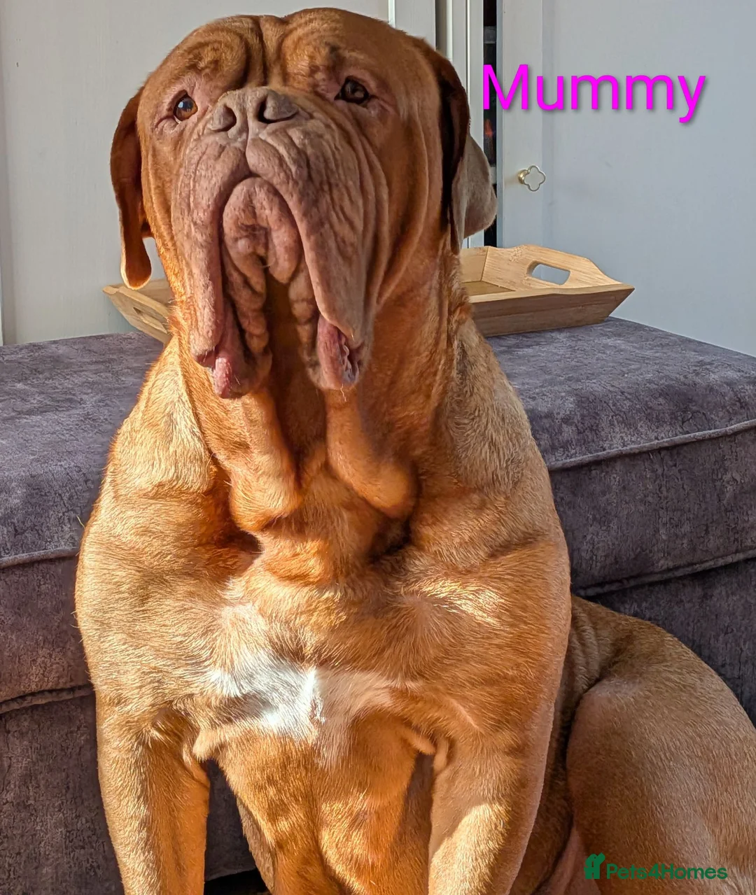 Dogue De Bordeaux dogs for sale: 5 girls 1 boy  - Advert 1
