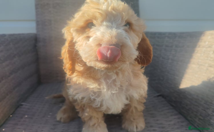 Cockapoo dogs - Advert 16