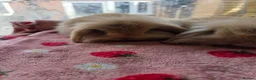 Mini Lion Lop rabbits for sale: True type Teddy lion lops ready to leave 21st Aug - Advert 7