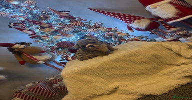 English Bulldog dogs - Advert 2