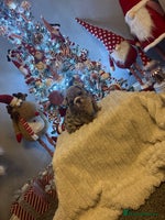 English Bulldog dogs - Advert 3