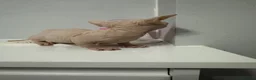 Sphynx cats for sale: Bambino Sphynx kittens  - Advert 4