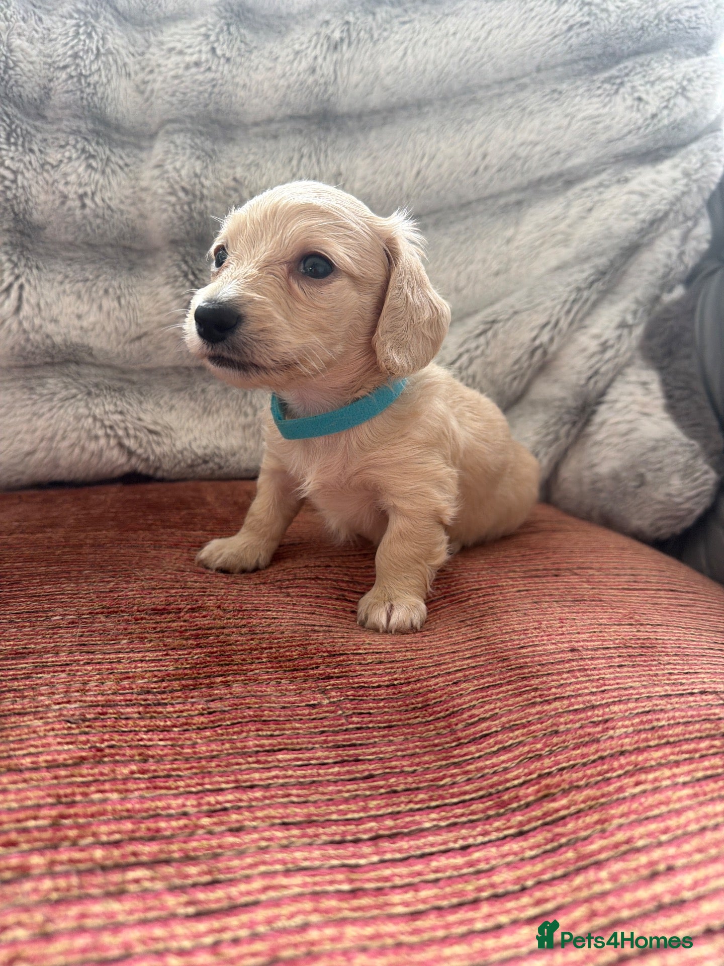 Miniature Dachshund dogs 👑CREAM MINIATURE LONGHAIR 👑 - Advert 1
