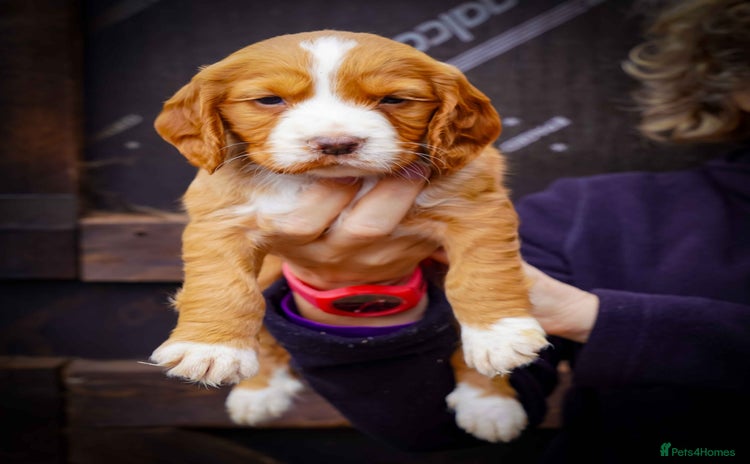 Cocker Spaniel dogs - Advert 9