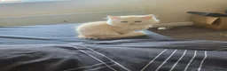 Persian cats for sale: Last persain  kittens 1 - Advert 4
