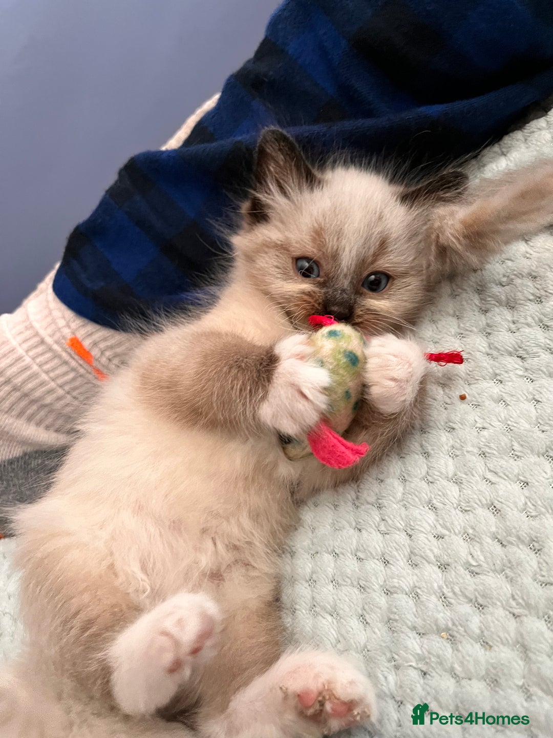 Ragdoll cats for sale: Beautiful Ragdoll kittens from our Esme - Advert 2
