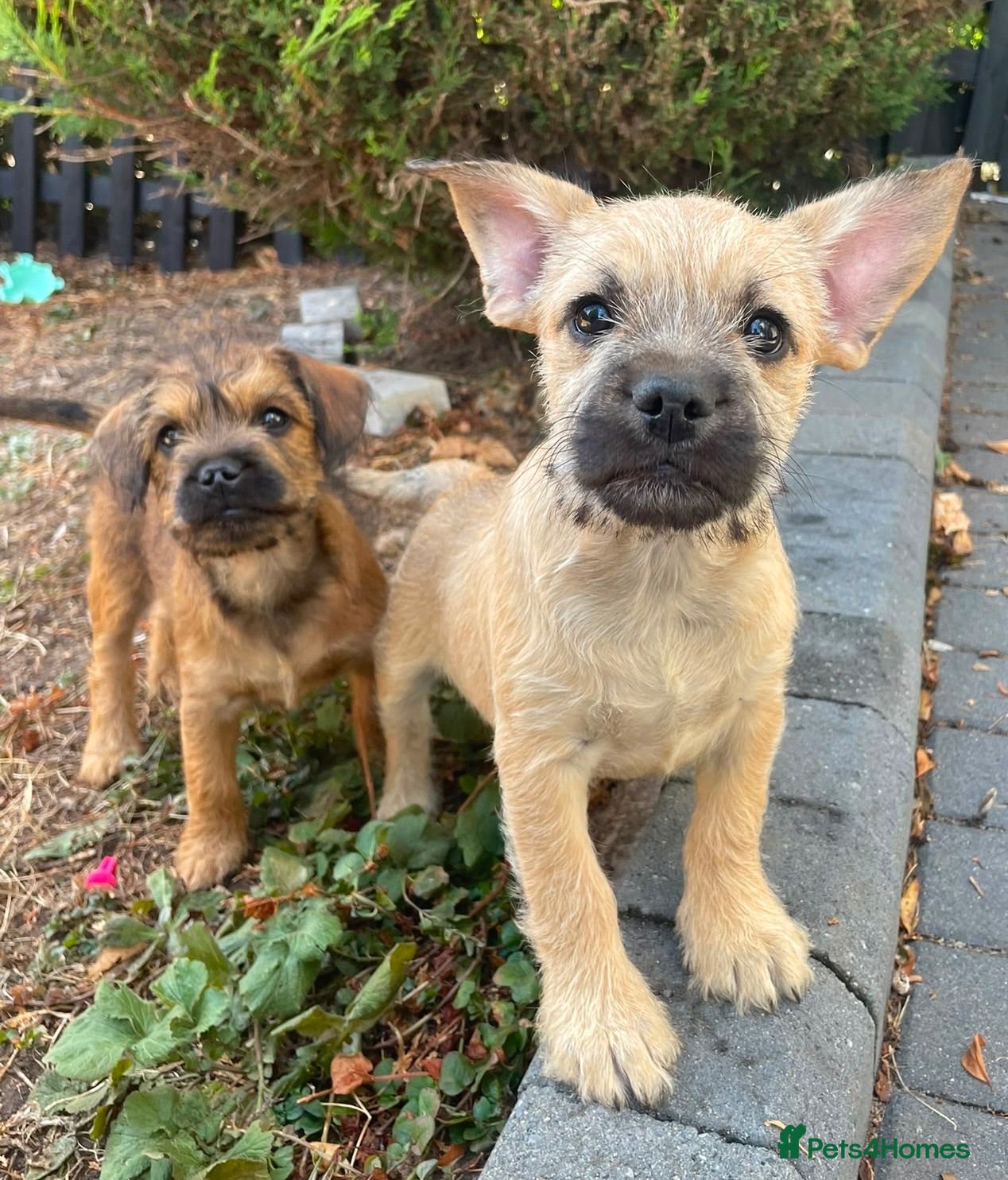 Mixed Breed dogs Beautiful Foodle Puppies  - Advert 17