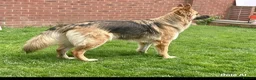 German Shepherd dogs for sale: KC-registered, long-coated, German Shepherd pups - Advert 5