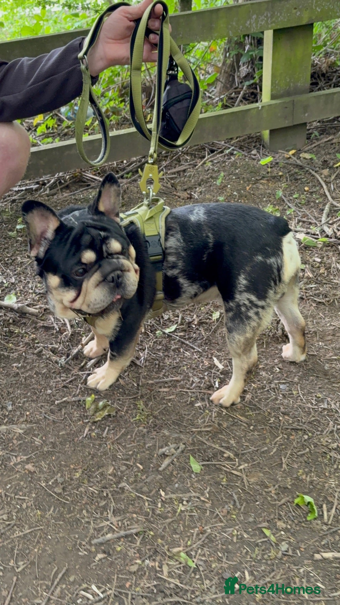 French Bulldog dogs French bulldog  - Advert 1