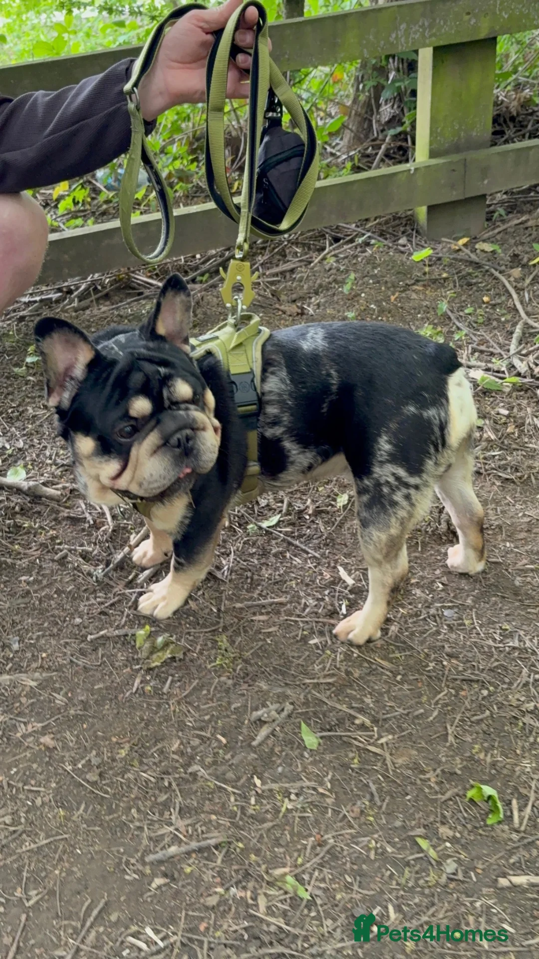 French Bulldog dogs for sale: French bulldog  in Nottingham - Advert 1