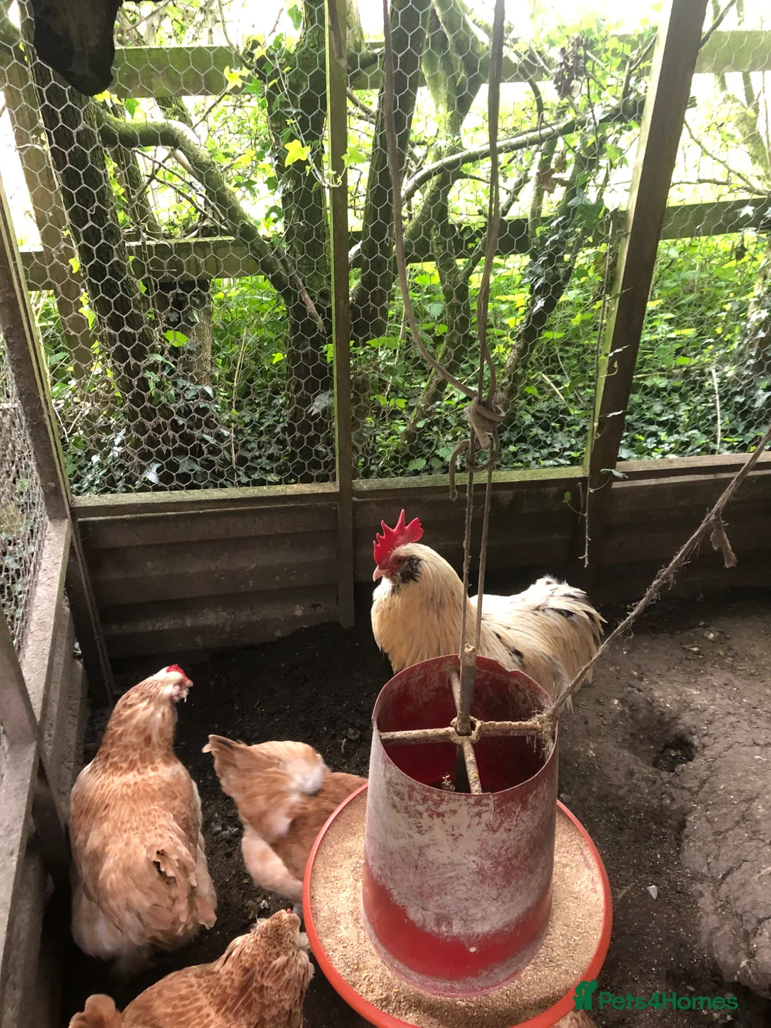 Chickens poultry for sale: Salmon Faverolle Hatching Eggs  - Advert 3