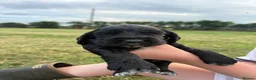 Cocker Spaniel dogs for sale: Cocker spaniel pups  in Castleford - Advert 7