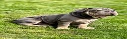 Mixed Breed dogs for sale: Velvet French bulldog boy  - Advert 22