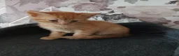 Mixed Breed cats for sale: Kittens looking for there forever home  - Advert 3