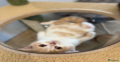 British Shorthair cats - Advert 16