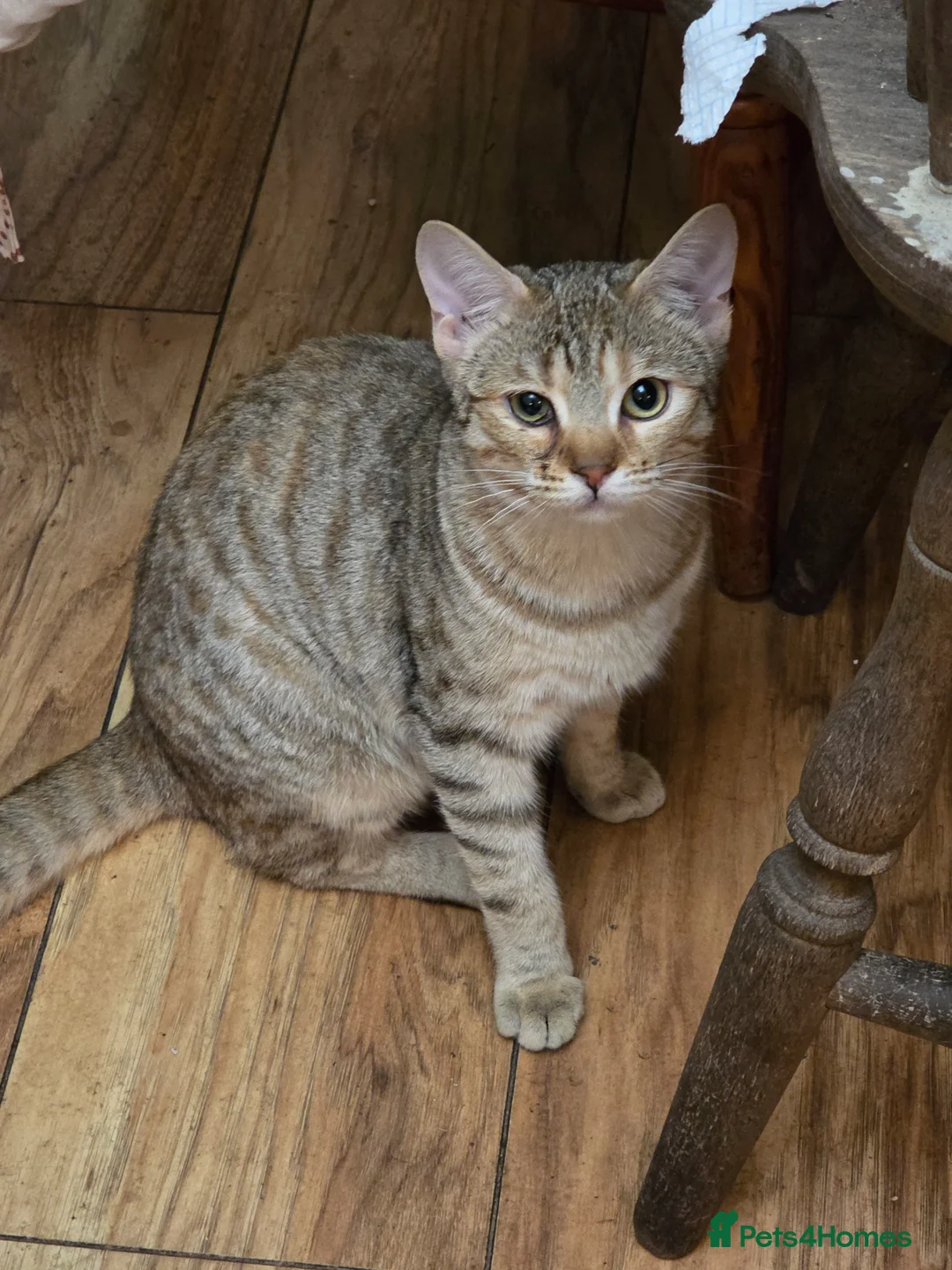 Bengal cats for sale: Bengal cross  in Penzance - Advert 1