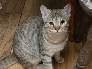 Bengal cats Bengal cross - Advert 2