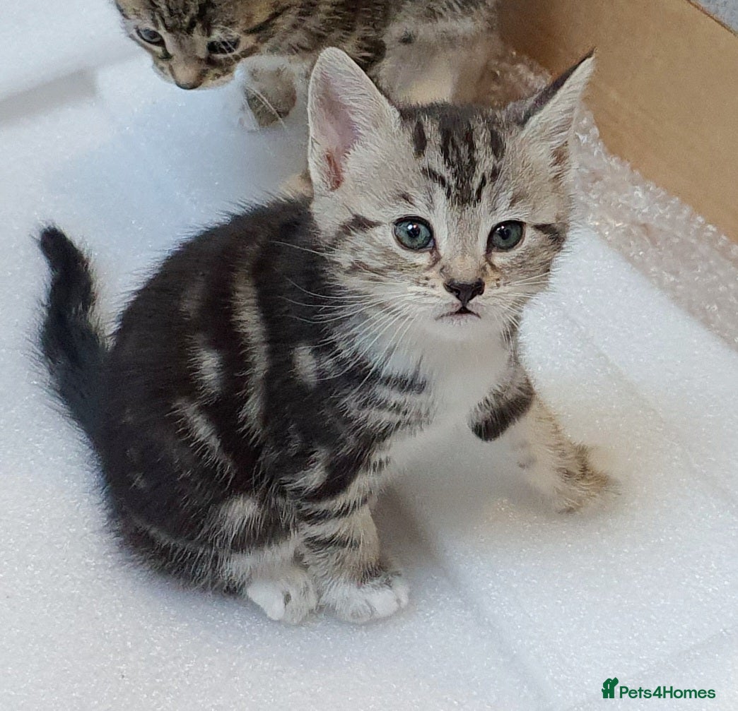 Mixed Breed cats 2 month old female mixed breed kitten for sale - Advert 1