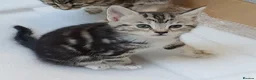 Mixed Breed cats for sale: 2 month old female mixed breed kitten for sale - Advert 1