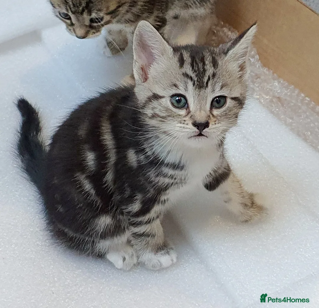 Mixed Breed cats for sale: 2 month old female mixed breed kitten for sale - Advert 1