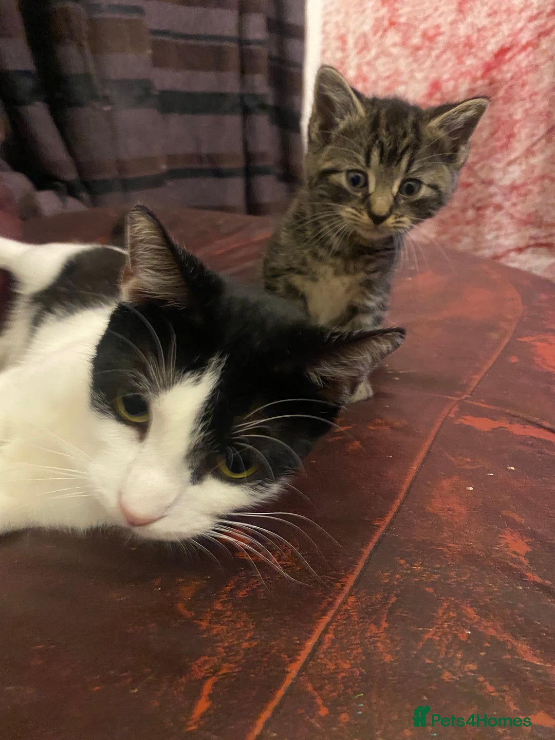 Mixed Breed cats for sale: Beautiful mixed breed kittens ready to leave 🐱 - Image 9