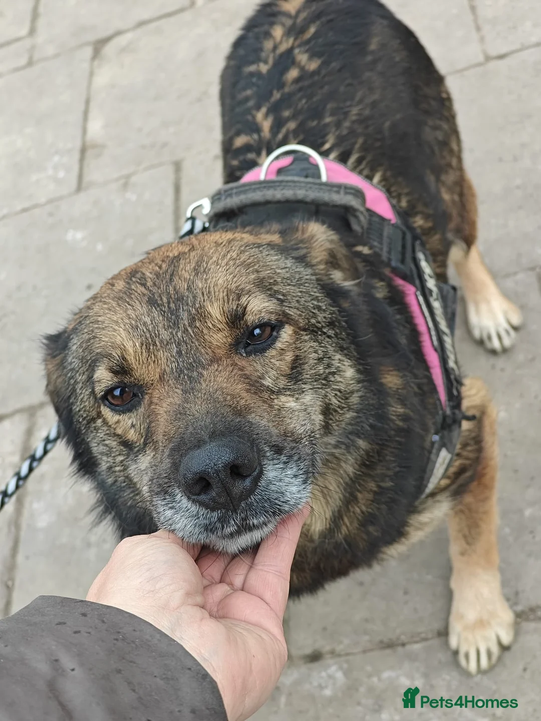 Mixed Breed dogs for adoption: ❤️MONA – STILL WAITING, STILL HOPING❤️ in Oxford - Advert 1