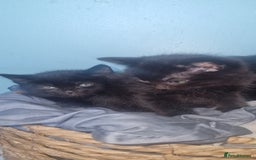 British Shorthair cats for sale: 8 week old kittens - Image 3