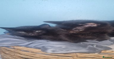 British Shorthair cats - Advert 4