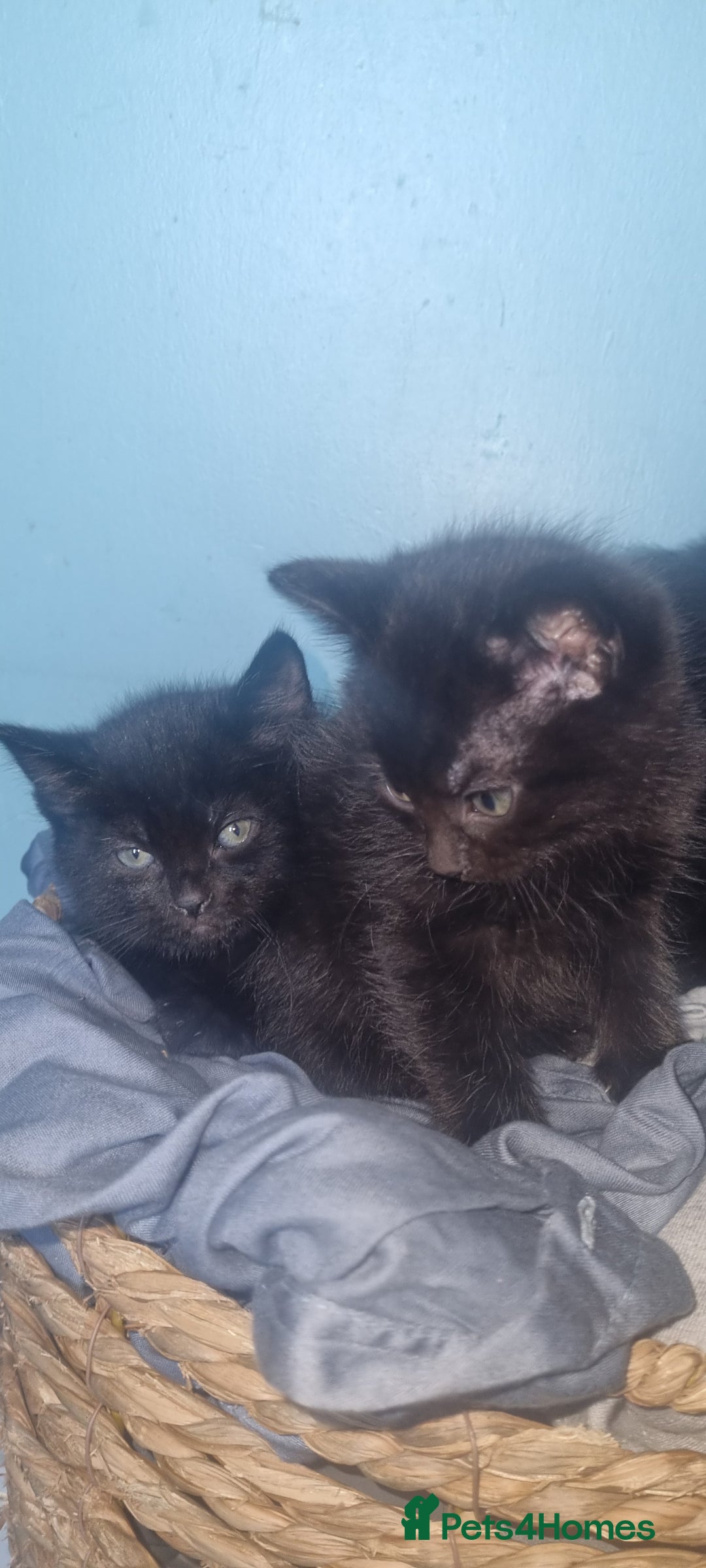 British Shorthair cats for sale: 8 week old kittens - Image 3
