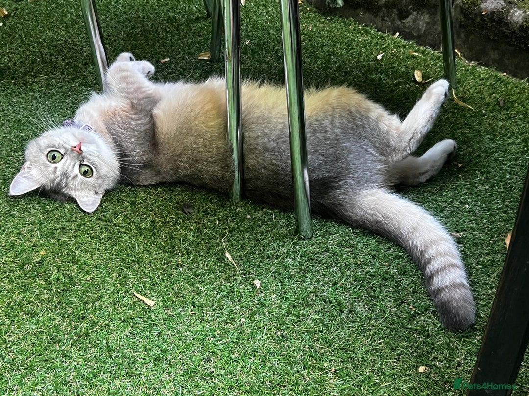 British Shorthair cats for sale: BRITISH SHORT HAIR FOR SALE !! - Image 10