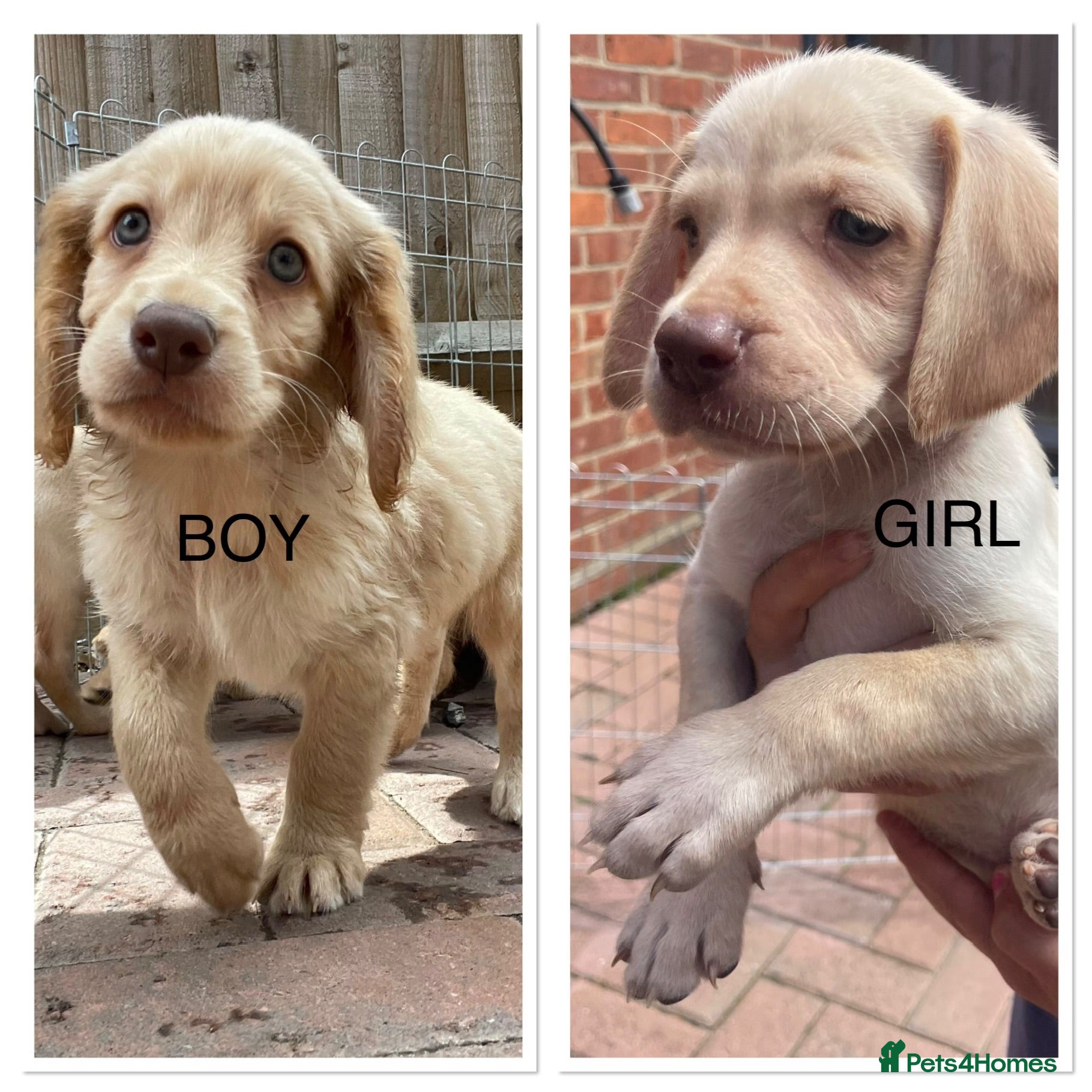 Mixed Breed dogs Beautiful Cocker GoldMaraner puppies  - Advert 1