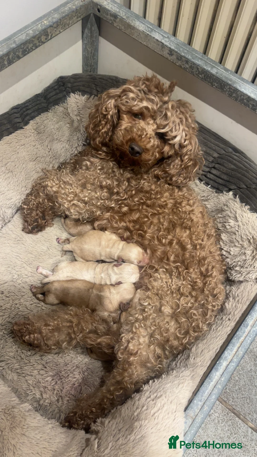Westiepoo dogs for sale: 5 stunning westiepoo puppies for sale in Northallerton - Advert 2