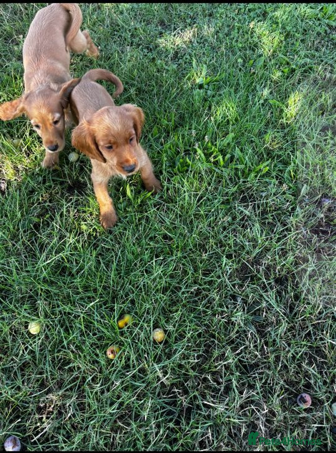 Cockapoo dogs for sale: Beautiful cockerpoo puppies  - Image 3