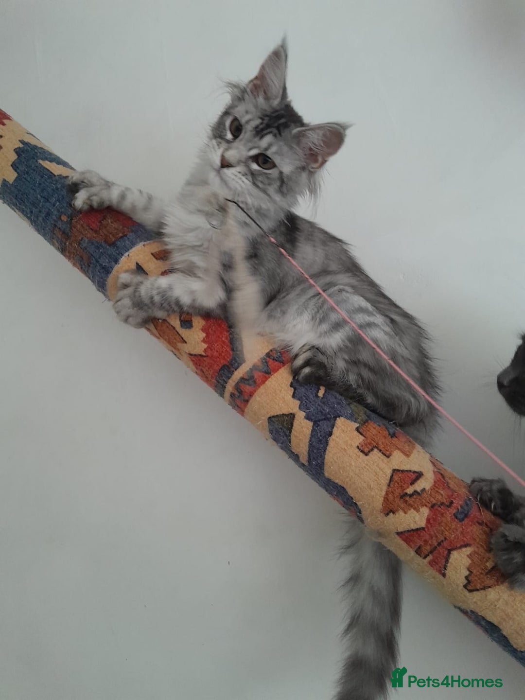 Maine Coon cats for sale: 3 maine coon girls black silver TICA pedigree - Image 6