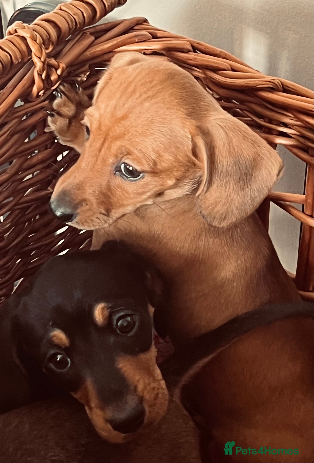 Miniature Dachshund dogs for sale: Beautiful Miniature Smooth Dachshunds  - Advert 10