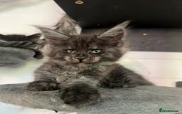 Maine Coon cats for sale: Pure Pedigree Maine Coon kittens | Black Smoke | - Image 11
