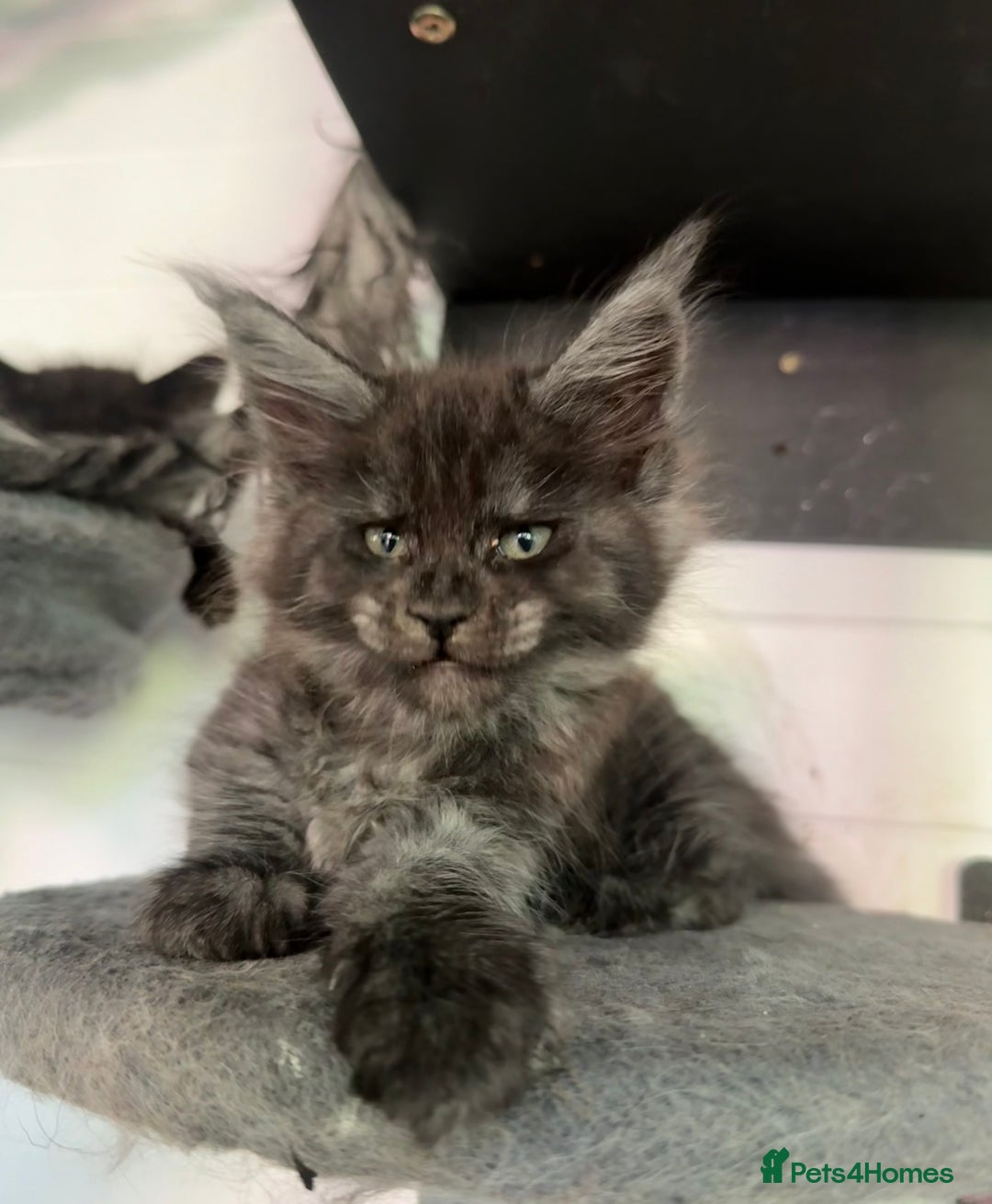 Maine Coon cats for sale: Pure Pedigree Maine Coon kittens | Black Smoke | - Image 11