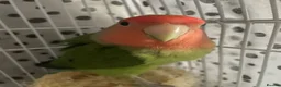 Lovebirds birds for sale: Beautiful baby lovebird male  - Advert 6