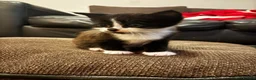 British Shorthair cats for sale: Beautiful British Shorthair Kittens in Westcliff-on-Sea - Advert 14