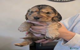 Cocker Spaniel dogs for sale: Quality Bred Show Type Cocker Spaniel Puppies - Image 1
