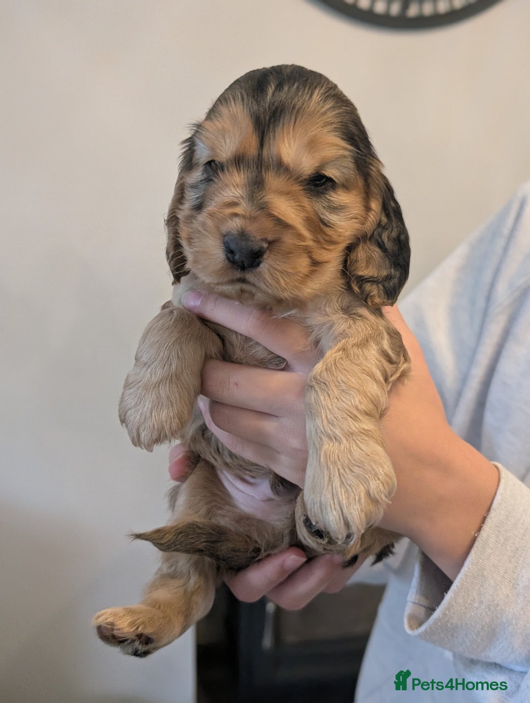 Cocker Spaniel dogs for sale: Quality Bred Show Type Cocker Spaniel Puppies - Image 1