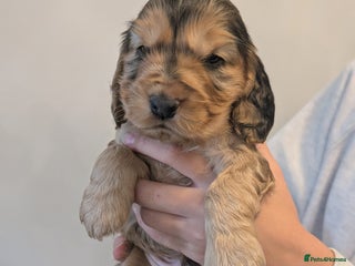 Cocker Spaniel dogs - Advert 3