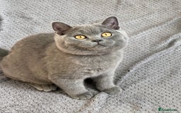 British Shorthair cats for sale: Blue British Shorthair registered Full Pedigree  - Image 1