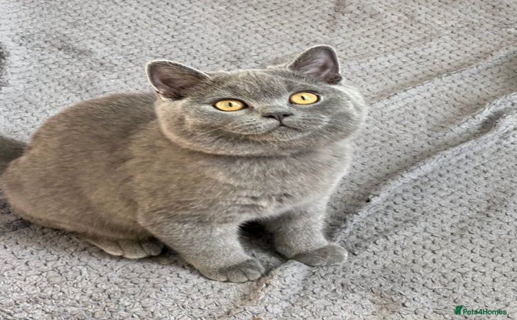 British Shorthair cats - Advert 1