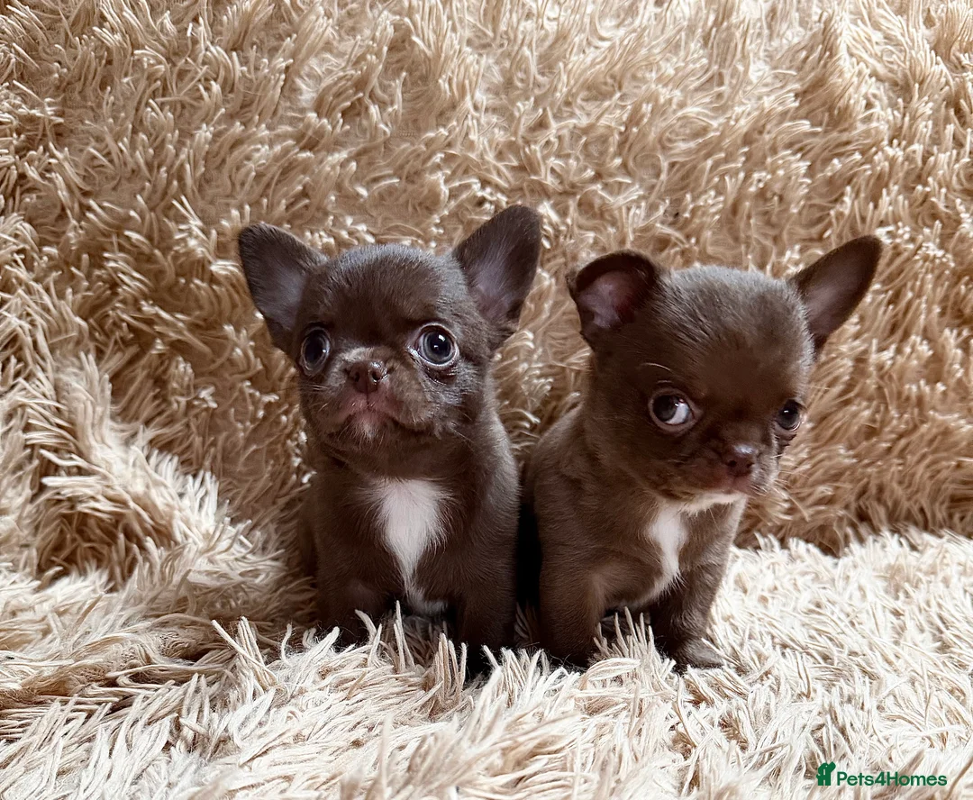 Chihuahua dogs for sale: Chihuahua girls  - Advert 10