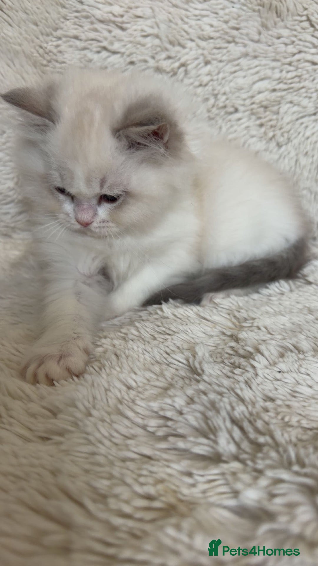 Ragdoll cats for sale: European Ragdoll bi colour  - Advert 10