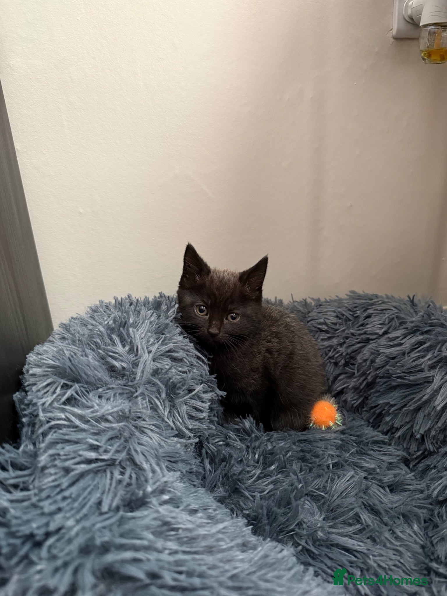 Mixed Breed cats Grey female kitten 8 weeks old, ready to go today  - Advert 9