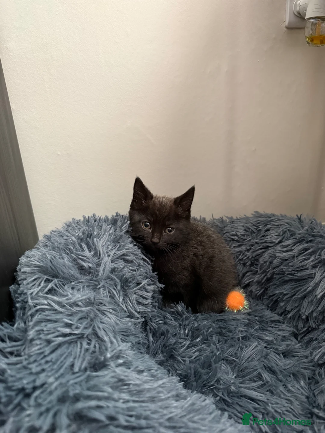 Mixed Breed cats for sale: Grey female kitten 8 weeks old, ready to go today  in Gateshead - Advert 1